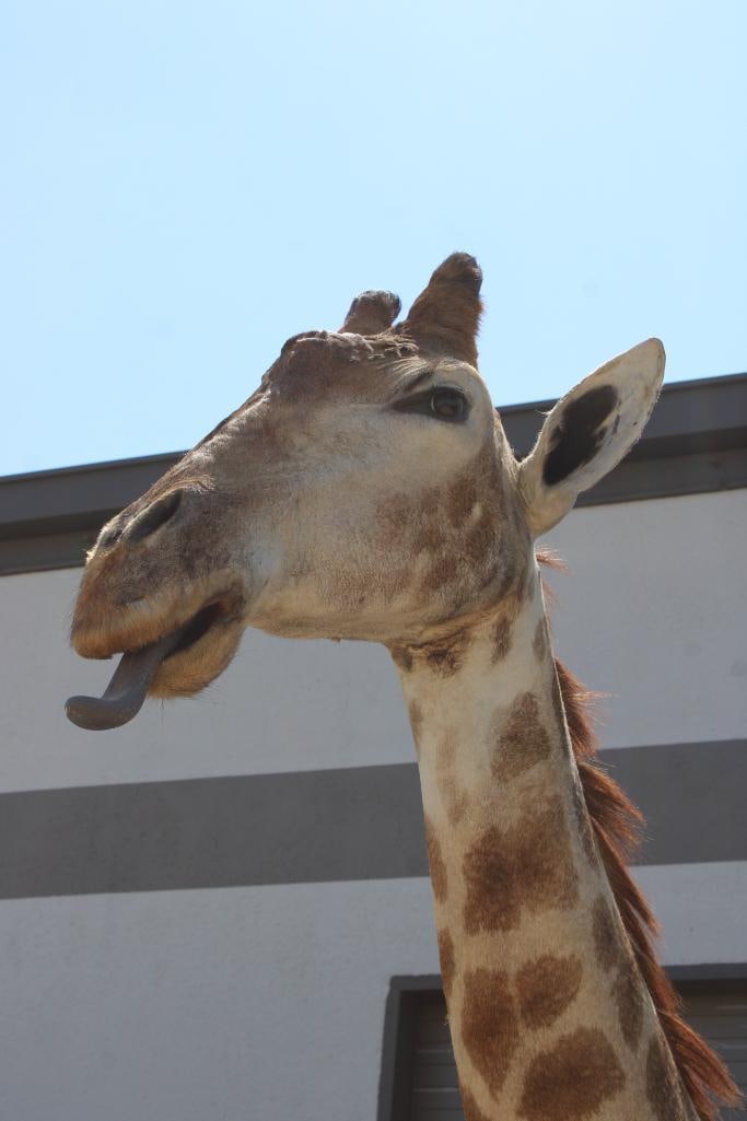 GIRAFFE Pedestal Mount - 9