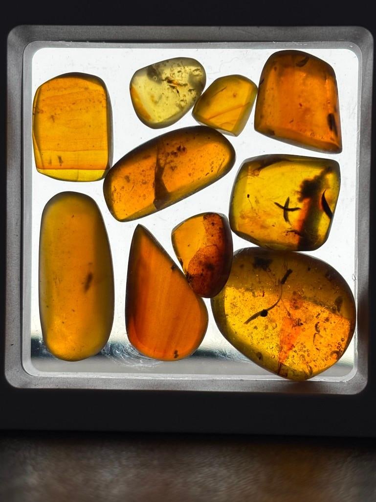 10 Pieces of Authentic Myanmar AMBER Fossil Specimens with Insect Inclusions (1 of 5)