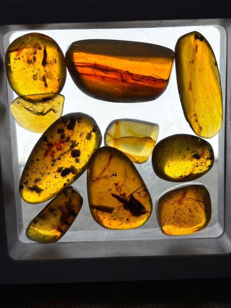 10 Pieces of Authentic Myanmar AMBER Fossil Specimens with Insect Inclusions: 10 Pieces of Authentic Myanmar AMBER Fossil Specimens with several species of Insects Inclusions including a Wasp, Spider, Mosquito, Ant and more! They come in a display case as shown, the Total Weigh