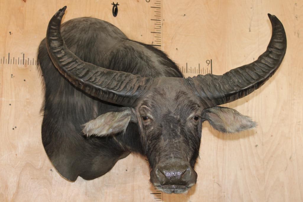 XXL WATER BUFFALO Wall Pedestal Mount: Very Nice and Clean XXL WATER BUFFALO Wall Pedestal Mount.It has a 41" Spread and is in Very Good Condition. TAXIDERMY 