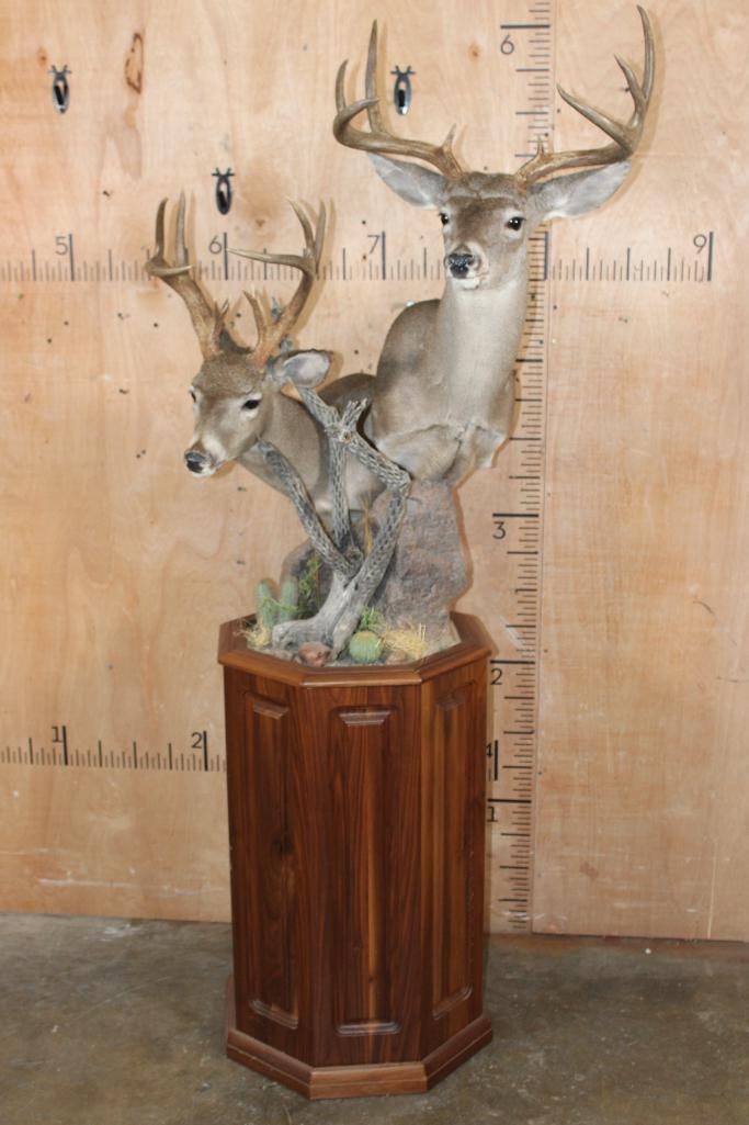 Double COUES DEER Pedestal Mount (1 of 9)