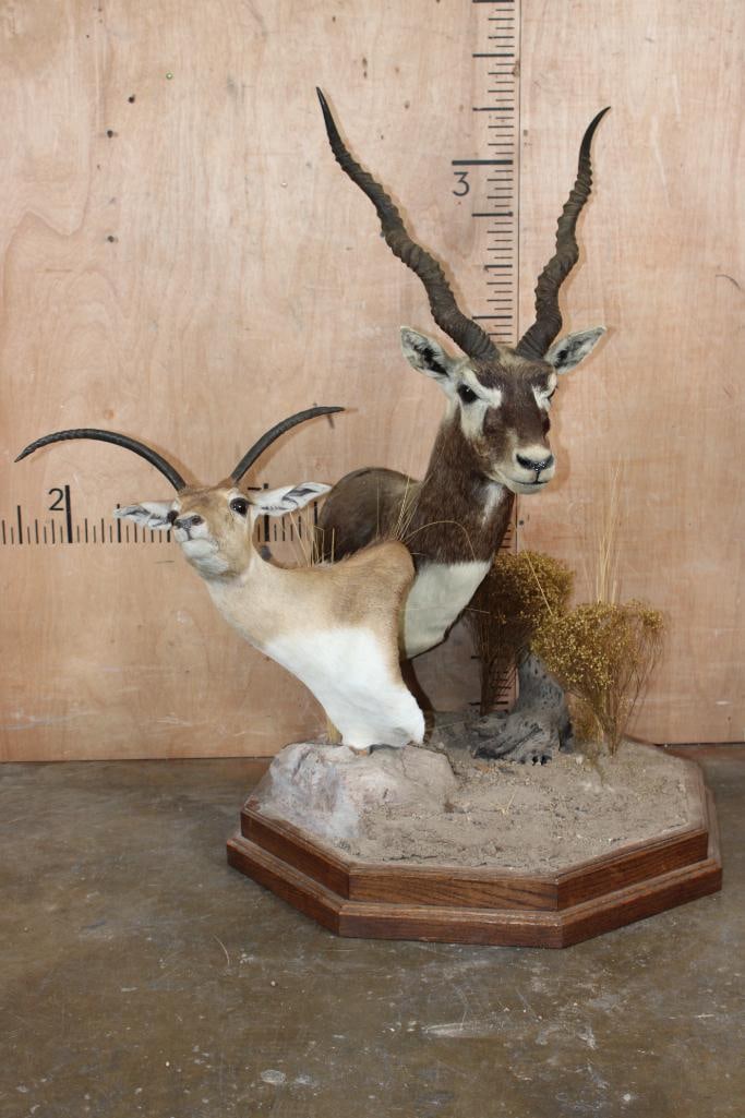 Double BLACKBUCK Pedestal Mount, 1 is a Juvenile with a Horn Deformity: Very Nice Double BLACKBUCK Table Pedestal Mount. 1 is a Juvenile with a Horn Deformity. The Total Mount measures 27" Long x 27" Wide x 40" Tall. TAXIDERMY 