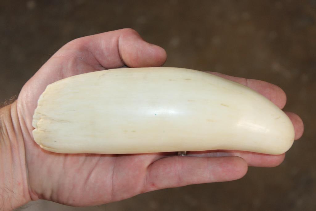 Pre 1972 XXL SPERM WHALE TOOTH: Pre-1972 XL SPERM WHALE Tooth. It measures 7" along the outside curve x 2.25" Thick and Weighs 1 lb 3 oz. This is a beautiful specimen. *This piece was acquired prior to the Marine Mammal Protection A