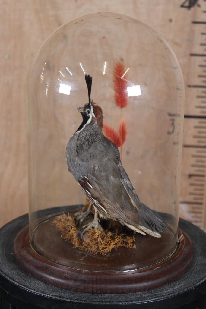 CALIFORNIA QUAIL in a Glass Cloche Display (1 of 5)