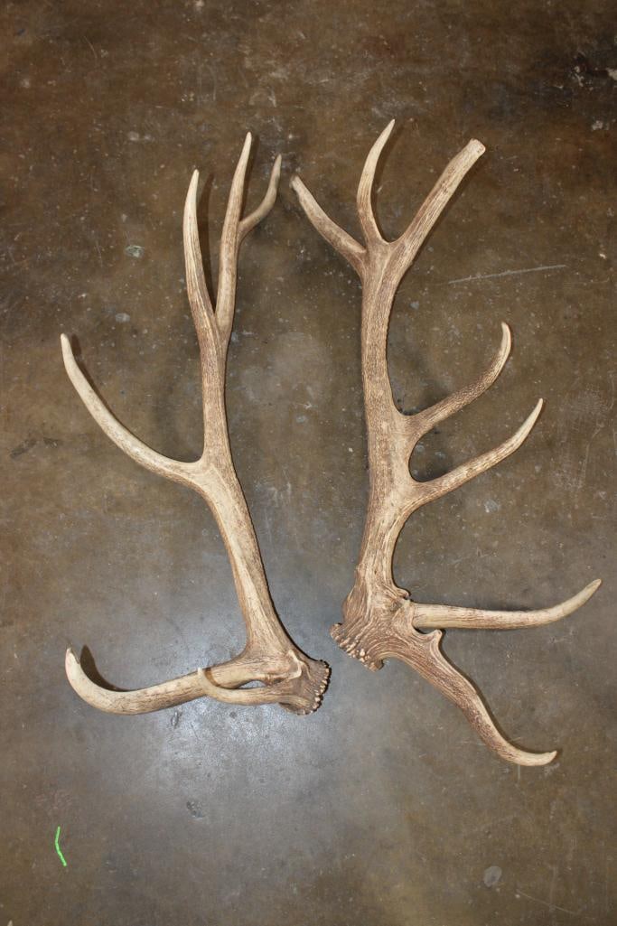 Massive Set of 17-Point ELK Sheds (1 of 5)