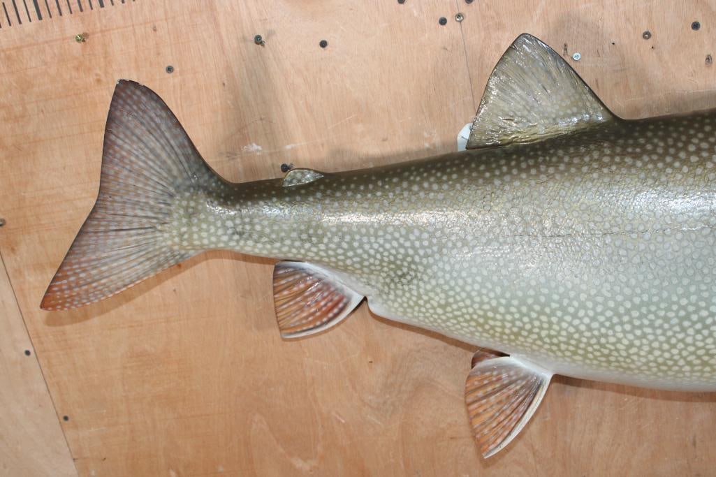 Big Reproduction LAKE TROUT Fish Mount - 4