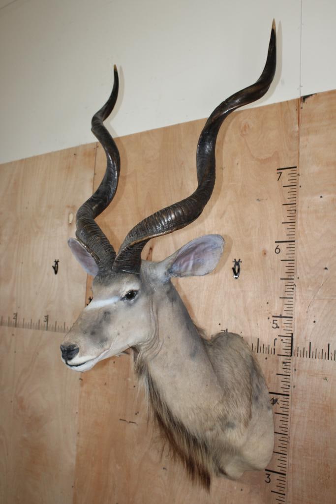 Big KUDU Shoulder Mount - 2