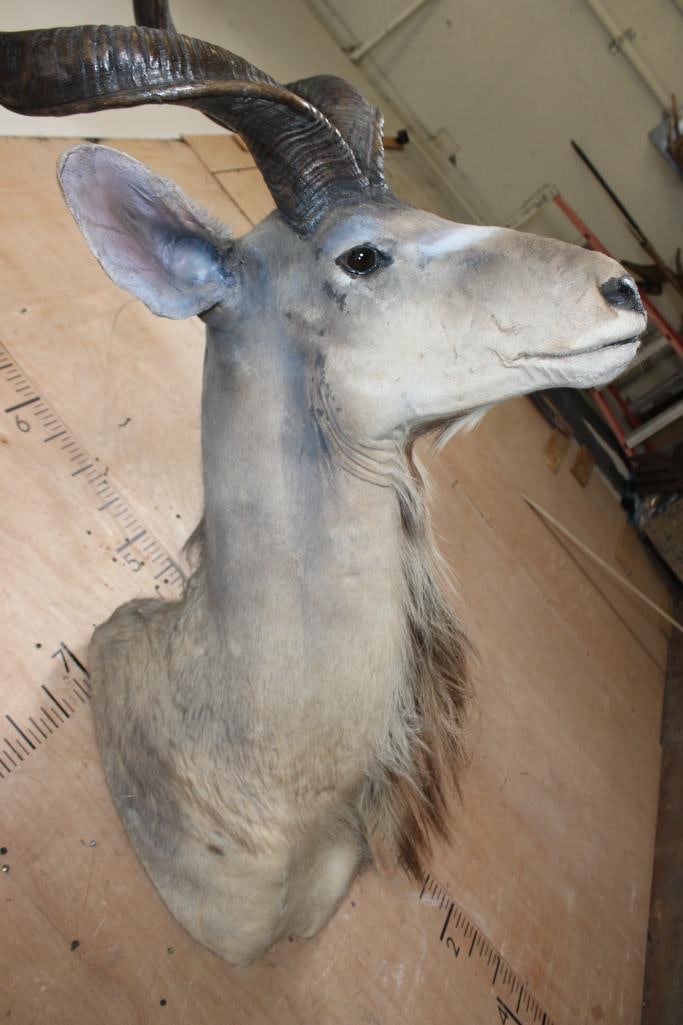 Big KUDU Shoulder Mount - 4