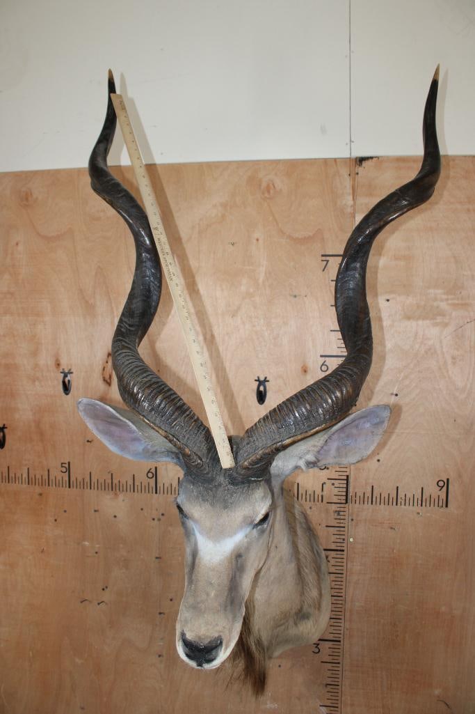 Big KUDU Shoulder Mount - 7