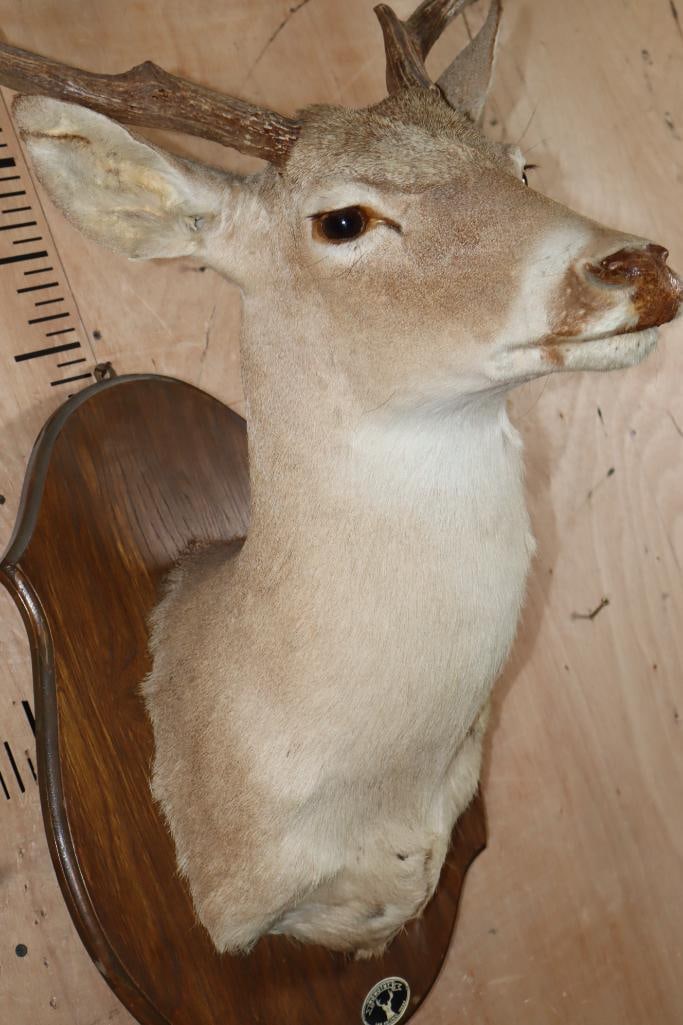 12-Point WHITETAIL DEER Shoulder Mount on a Wood Plaque - 5
