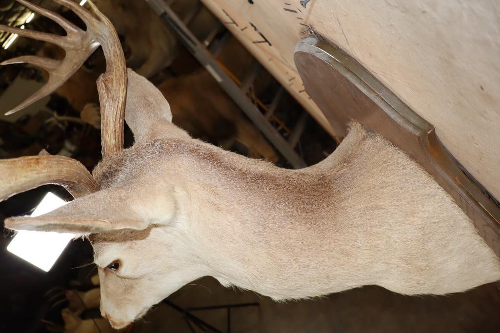 12-Point WHITETAIL DEER Shoulder Mount on a Wood Plaque - 8