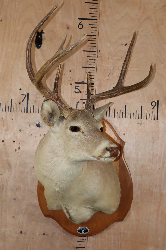 7-Point WHITETAIL DEER Shoulder Mount on a Wood Plaque - 2