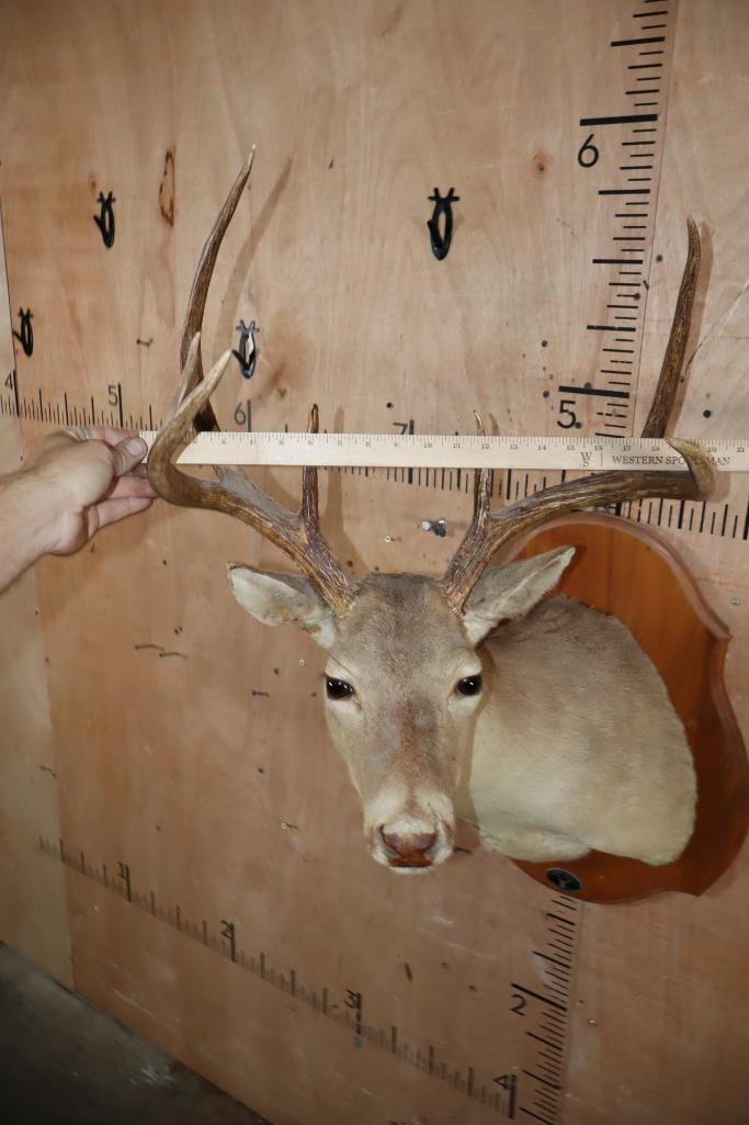 7-Point WHITETAIL DEER Shoulder Mount on a Wood Plaque - 7