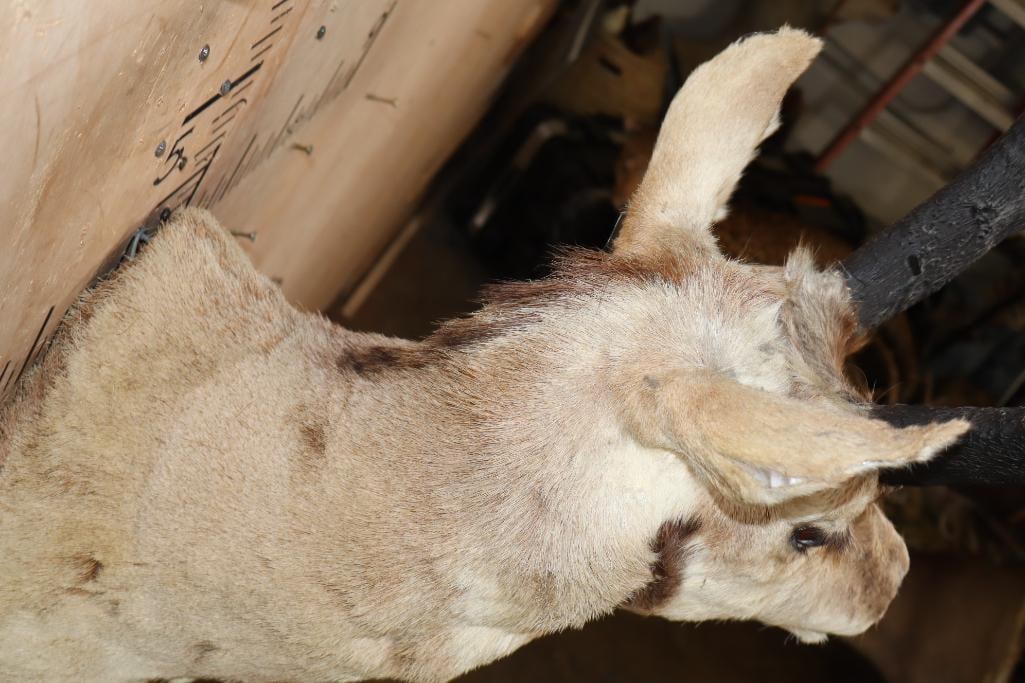PRONGHORN Shoulder Mount From the *Sam Snead Estate* - 7
