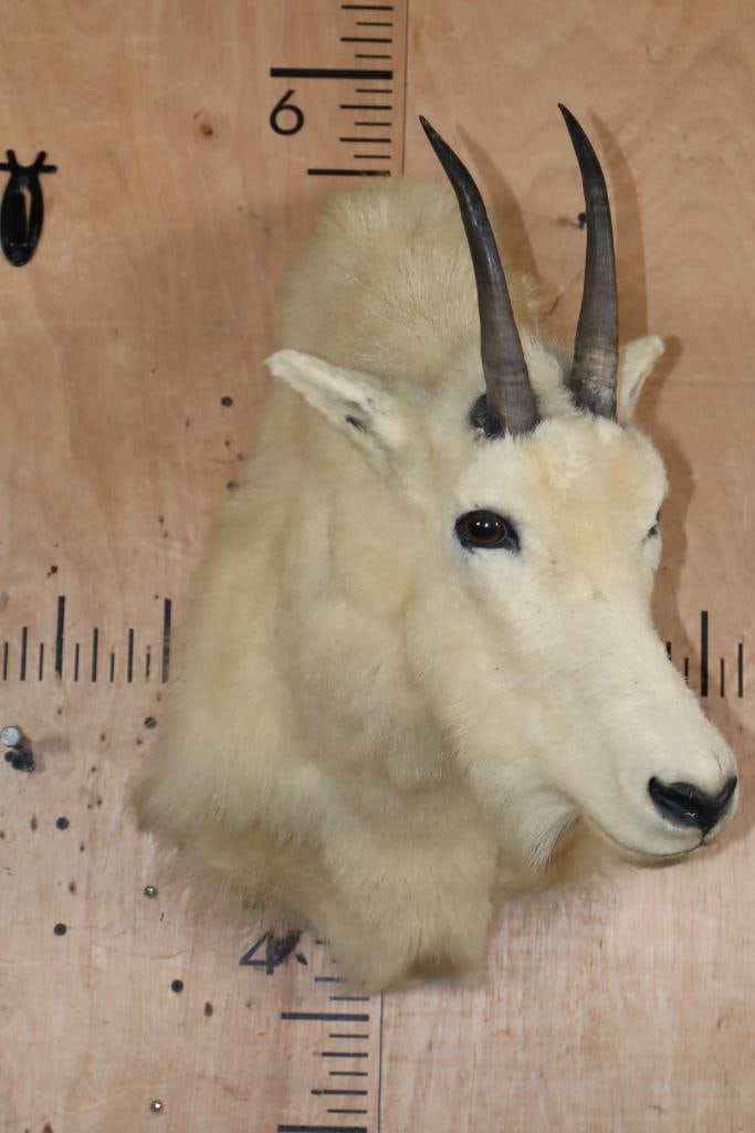 MOUNTAIN GOAT Shoulder Mount - 2