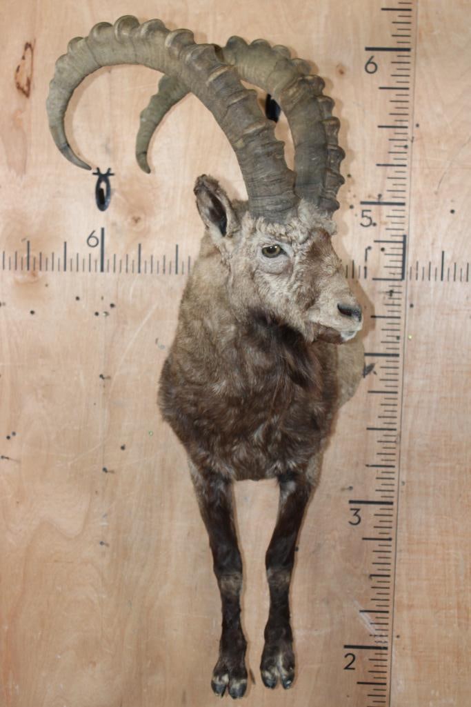 Half-body SIBERIAN or MID-ASIAN IBEX: Very Nice, Clean, and Newer Half-body SIBERIAN or MID-ASIAN IBEX. The Horns measure 36 1/8" Long each. The mount is in Very Good Condition. TAXIDERMY 
