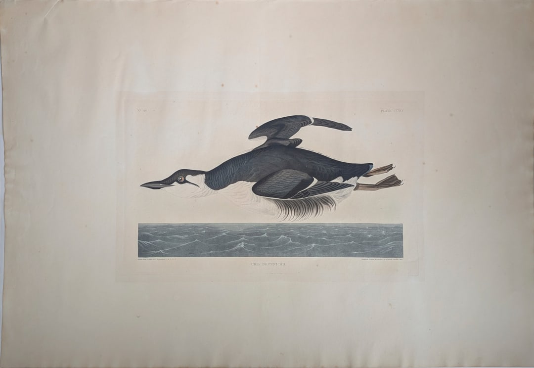 Audubon Havell Edition (1835), Elephant Folio Plate CCXLV (245) Uria Brunnichii (Br?nnichs Murre, (1 of 8)