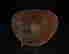 item-111752804=11