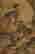 item-119811533=2