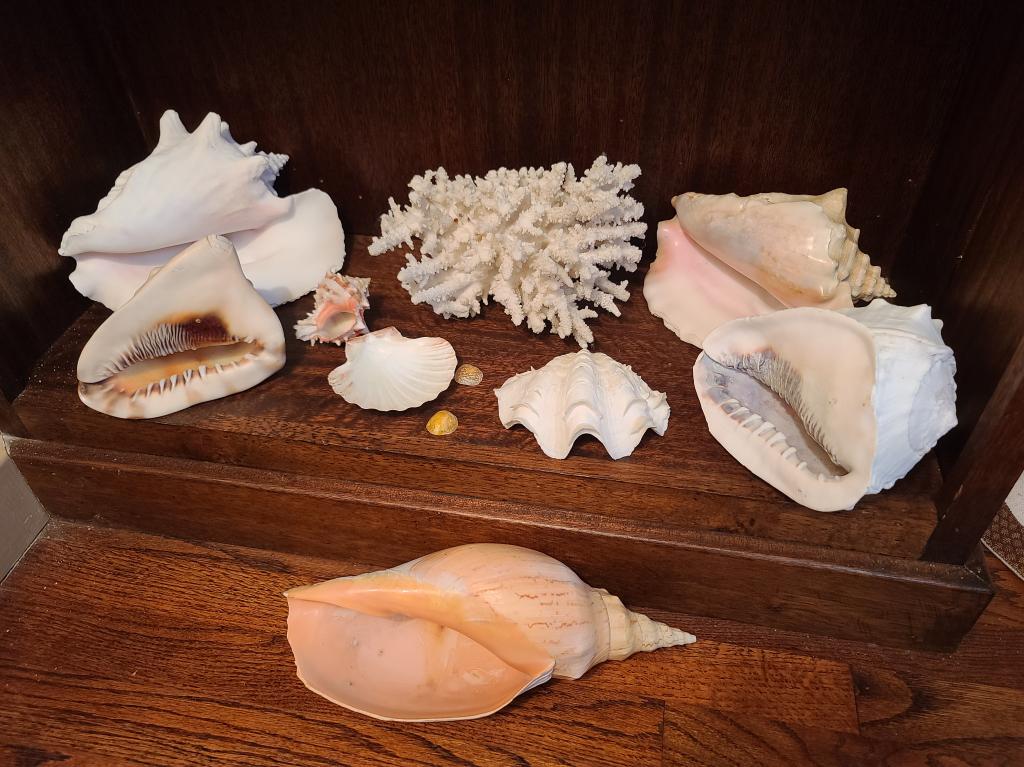 Grouping of Nautical Shells & Coral (1 of 5)