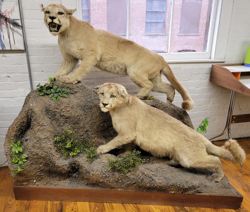 Double Mountain Lion Full Body Taxidermy Mount: Description: This lot includes 2 full body mountain lion mounts on a museum style base. The mount is setup to appear as if it were a male and female lion, with the male having an open mouth showing te