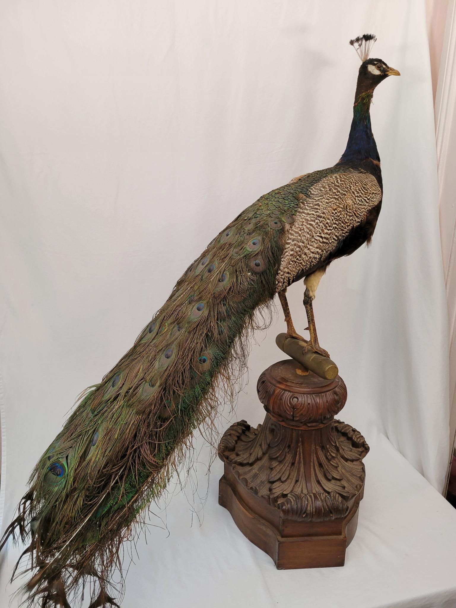 Antique Taxidermy Peacock on Carved Wood Stand (1 of 16)