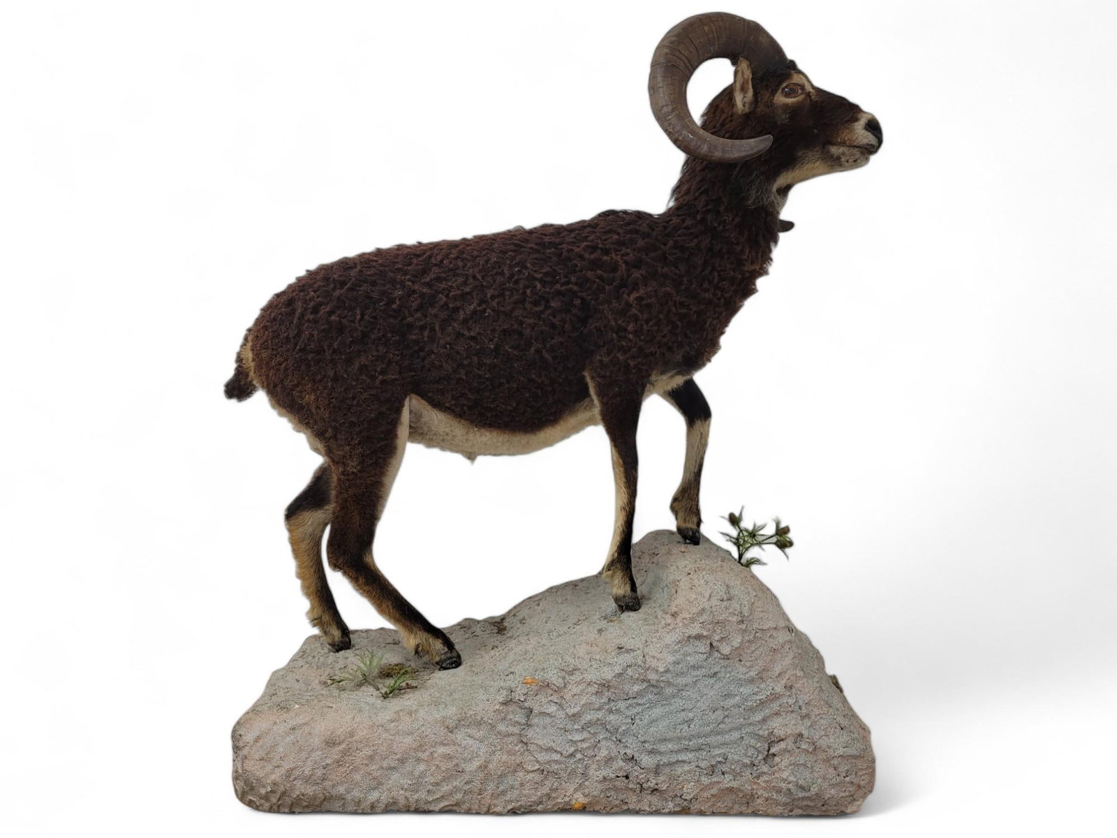 Vintage Taxidermy Black Ram: Ram is in wonderful vintage condition showing minimal signs of ware from age. Mounted onto a museum style base, base shows a small area of repair on the back. See photos for lot details and conditions