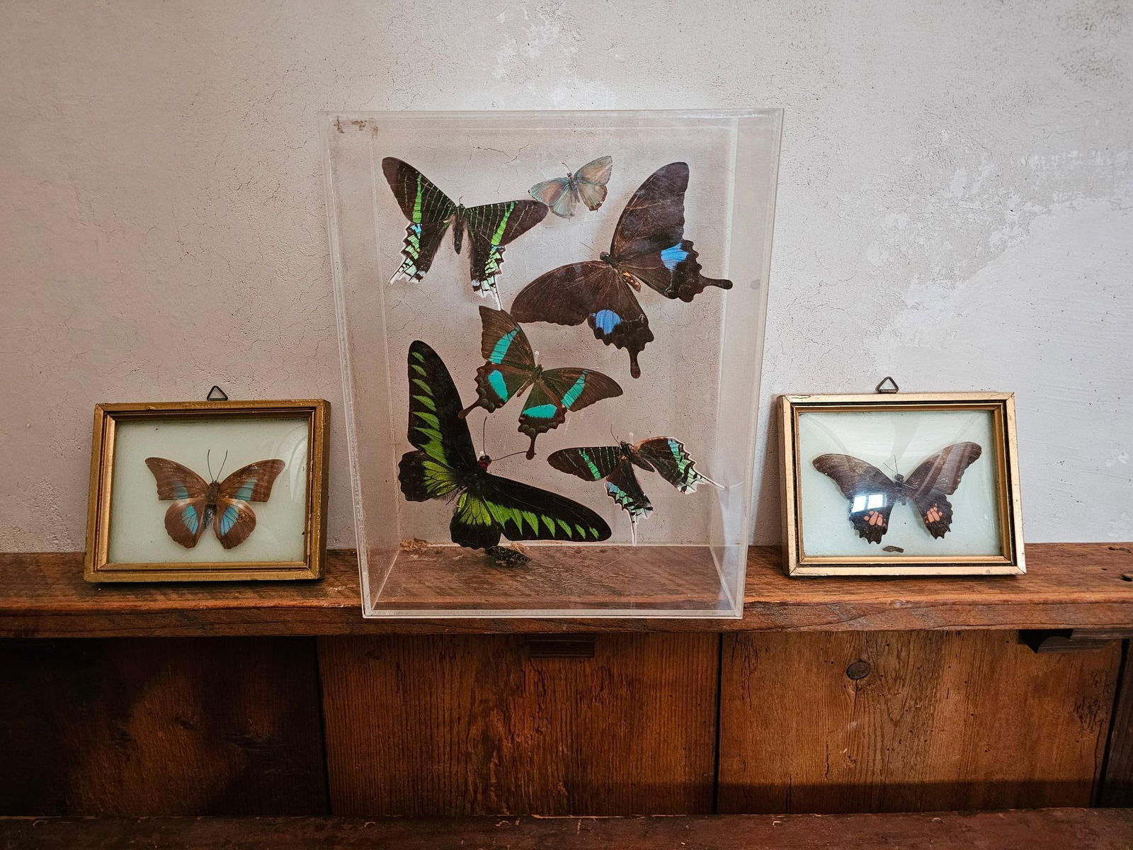 Grouping of Framed Butterflies (1 of 9)