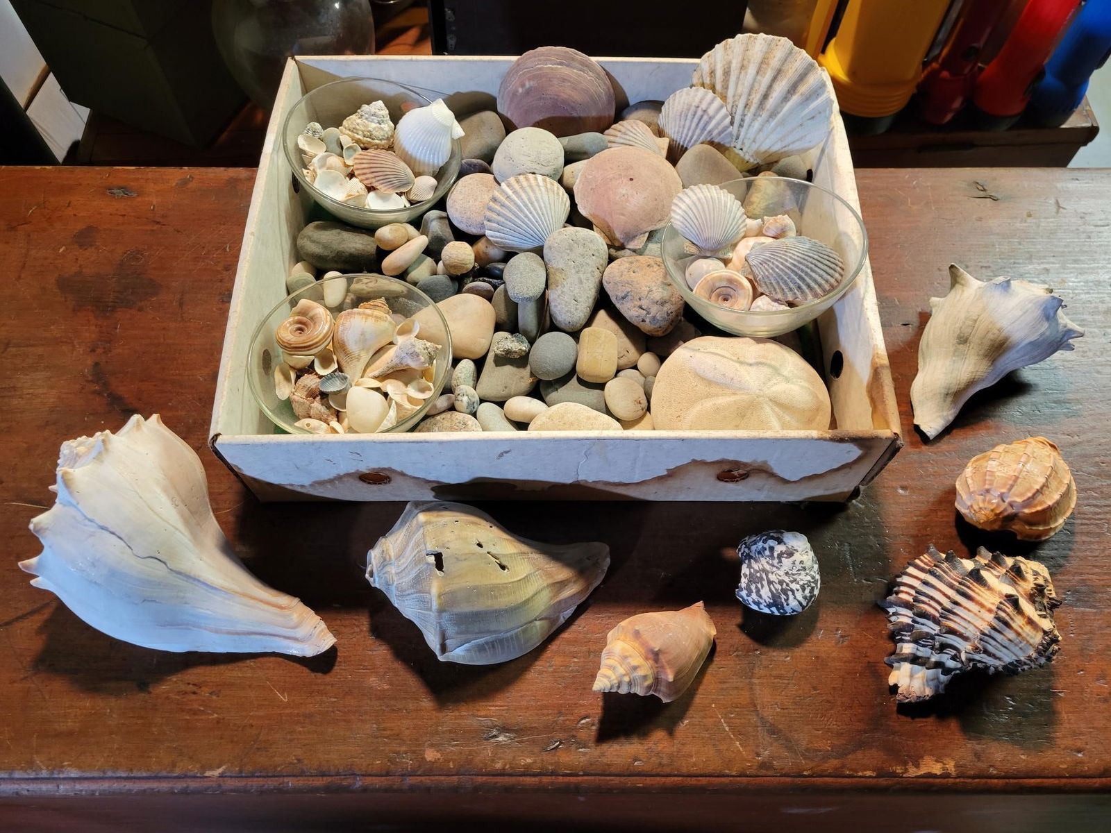 Lot of Assorted Shells (1 of 13)