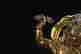item-120635339=2