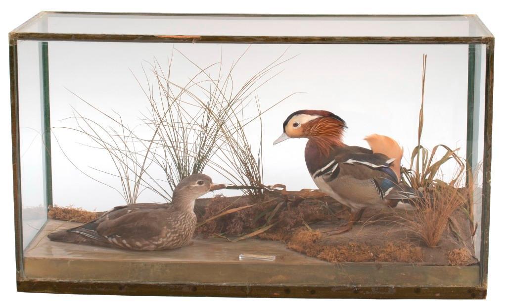 A 19th Century Diorama Bird Taxidermy by Rowland Ward ( (1 of 4)