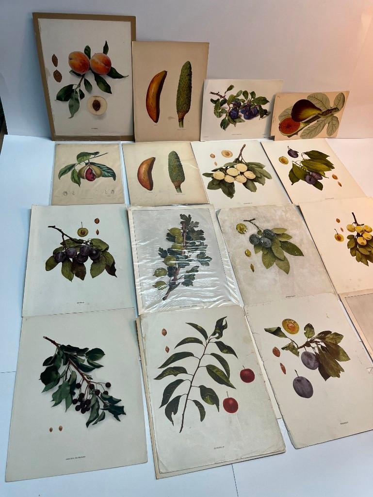 Lovely collection of over 200 Fruit Prints (1 of 17)