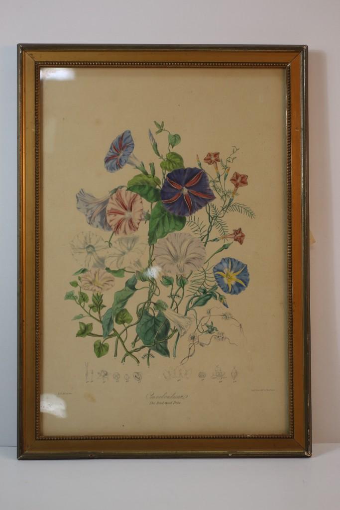 Convolvulaceae, The Blind-Weed Tribe Botanical Print (1 of 4)