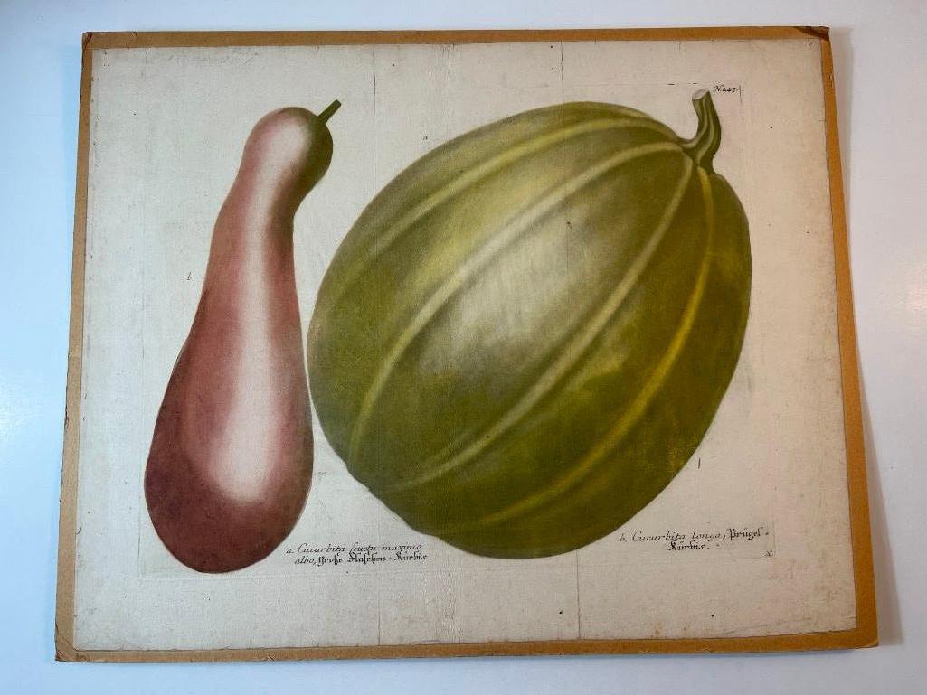 A Botanical Melon Print By Johann Weinmann (German, 1683-1741) (1 of 3)