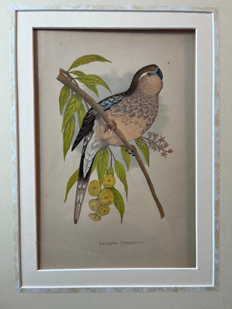 Bourke's Parrakeet By Benjamin Fawcett (England, 1808-1893) (1 of 2)