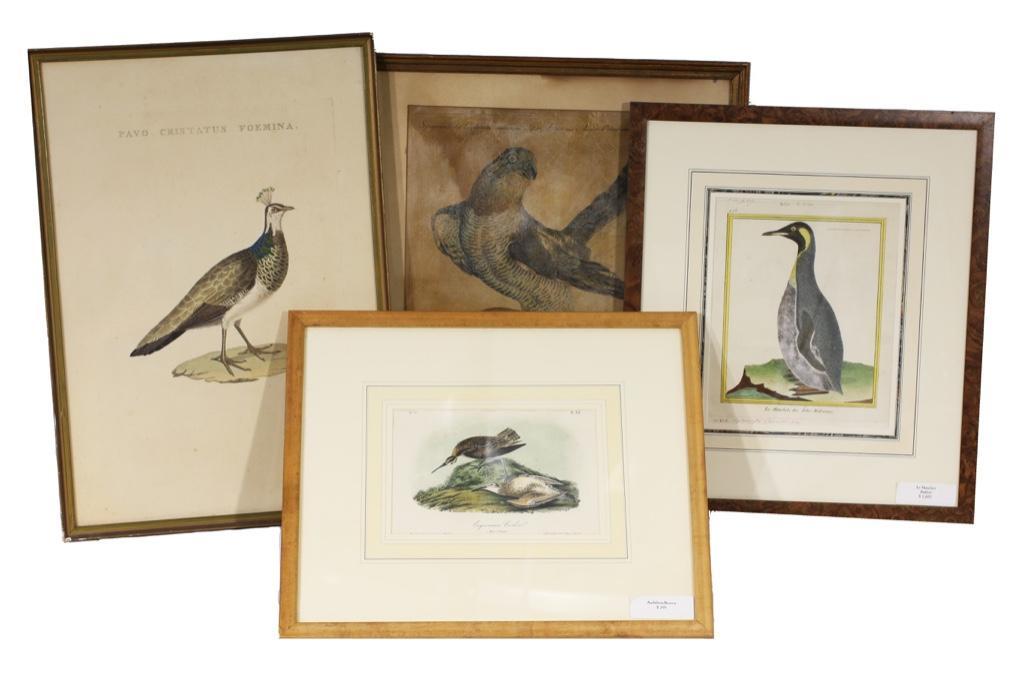 A Grouping of Collectible 18th Century Ornithological Prints (1 of 7)