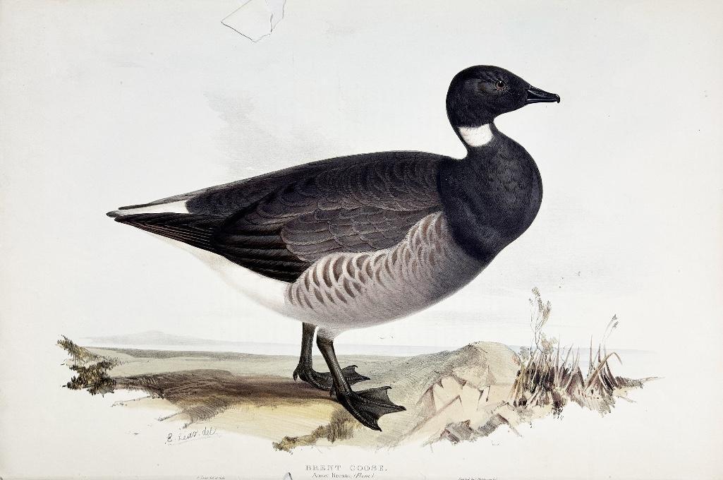 An Antique Edward Lear Colored Brent Goose Lithograph: A 19th century hand-colored lithograph of a Brent Goose Auser Brenta; (Flem) by Edward Lear. Measures 14 x 21 inches. Printed by C. Hullmandel. Tear/rip on top margin; small abrasions throughout the