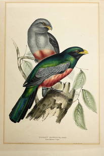 A Trogon Massena Colored Lithograph by J & E Gould: 19th century. John Gould (British, 1804-1881) and Elizabeth Gould, (British, 1804-1841) hand-colored ornithological lithograph from &#34;The Birds of Europe&#34;, London, 1832-37. Labeled as Trogon Ma