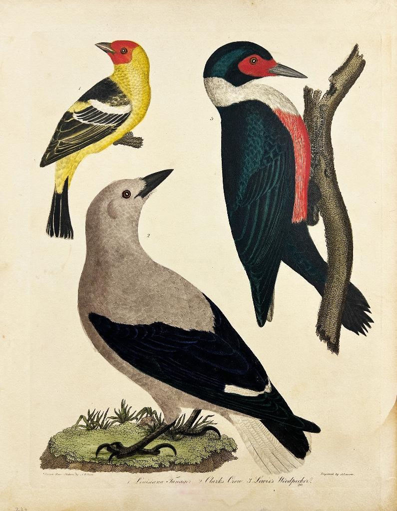 Alexander Wilson (American 1766-1813) Ornithological Engraving (1 of 2)