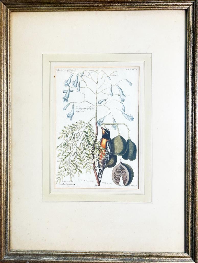 Mark Catesby (British, 1679-1749) Selgimann BAHAMA FINCH. 84: Late 18th century. The Bahama Finch, from The Natural History of Carolina, Florida and The Bahama Islands, 1731-1743, Vol. 1, monogrammed bottom middle in plate, hand colored engraving on laid paper w