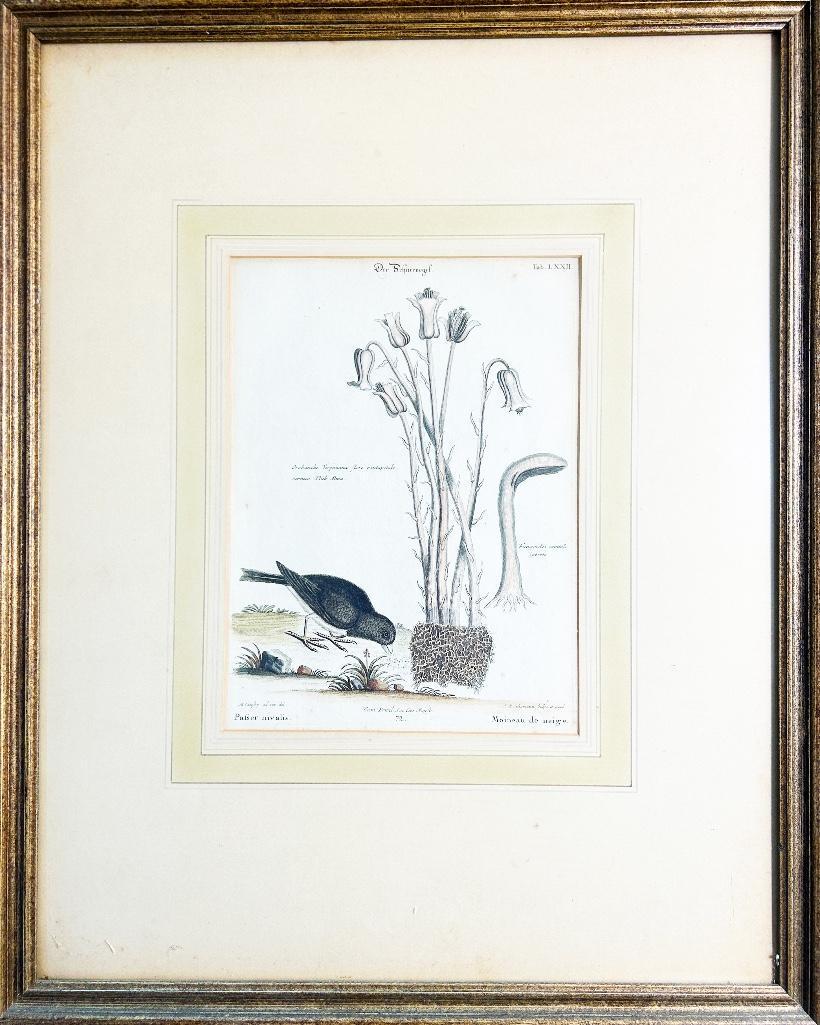 Mark Catesby (British, 1679-1749) Selgimann PASSER NIVALIS. 72: Late 18th century. Fom The Natural History of Carolina, Florida and The Bahama Islands, 1731-1743, Vol. 1, monogrammed bottom middle in plate, hand colored engraving on laid paper with fungi and folia