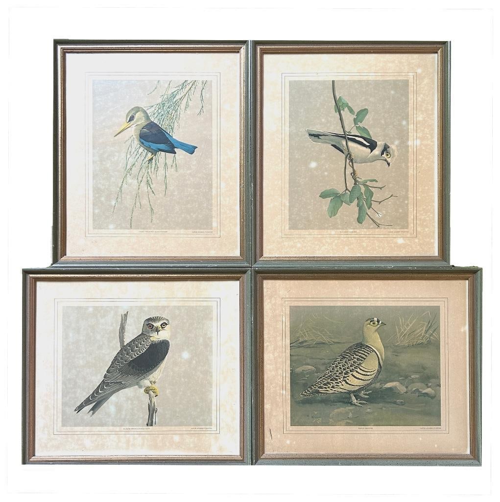 American, 20th century. Four bird lithographs from Louis Agassiz Fuertes Album of Abyssinian Birds (1 of 2)