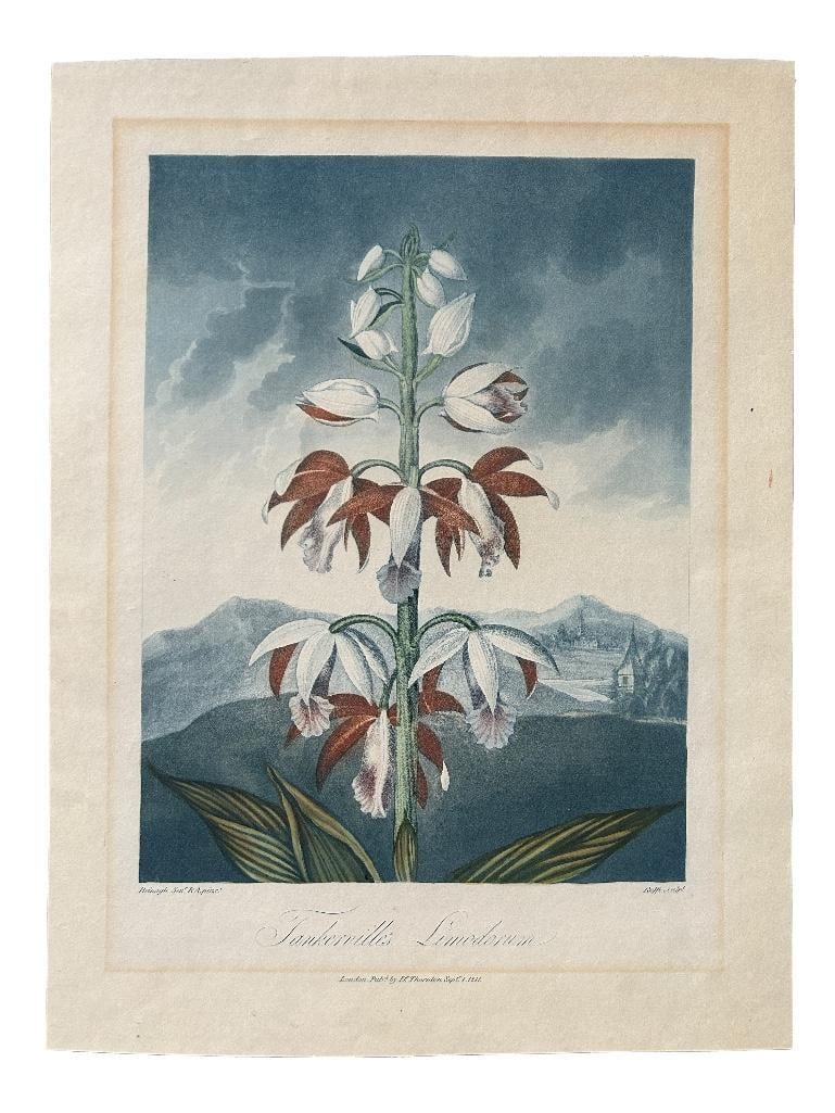 England, early 19th century. An exceptional engraving after Robert James Thorton (1768-1837); a (1 of 5)