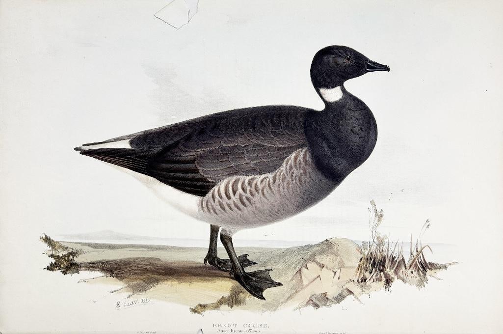 A 19th century hand-colored lithograph of a Brent Goose Auser Brenta; (Flem) by Edward Lear. (1 of 1)
