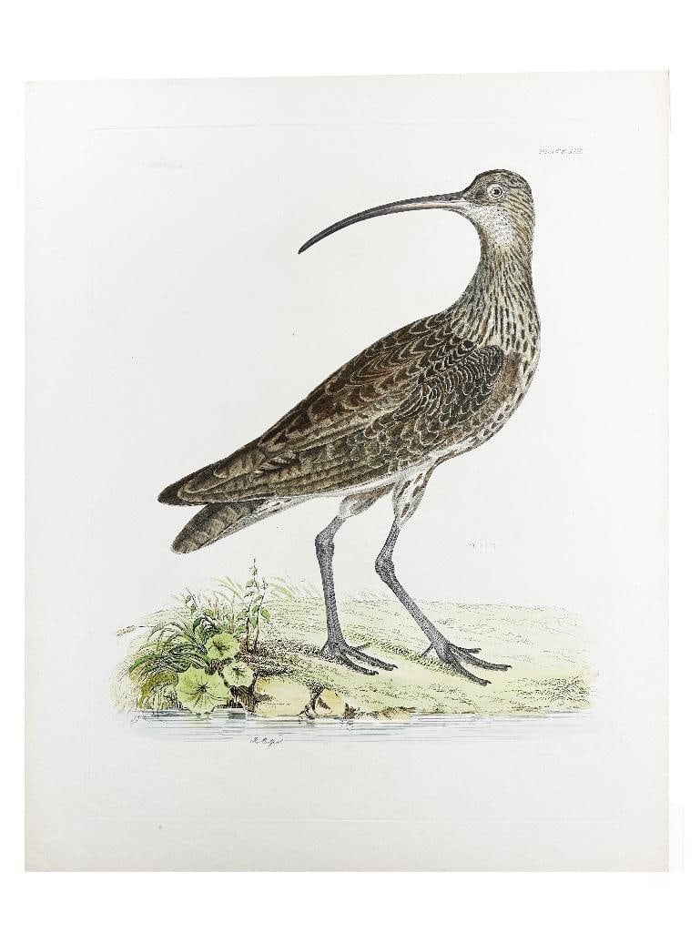 19th century. An original R .Mitford (English, 1781-1870) hand-colored engraving of a Curlew. Marked (1 of 2)