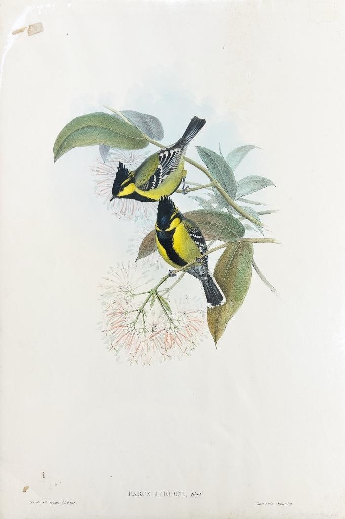 19th century. A hand-painted lithograph of two Parus Jerdoni, Blyth by J & E Gould and H.C. Richter. (1 of 1)