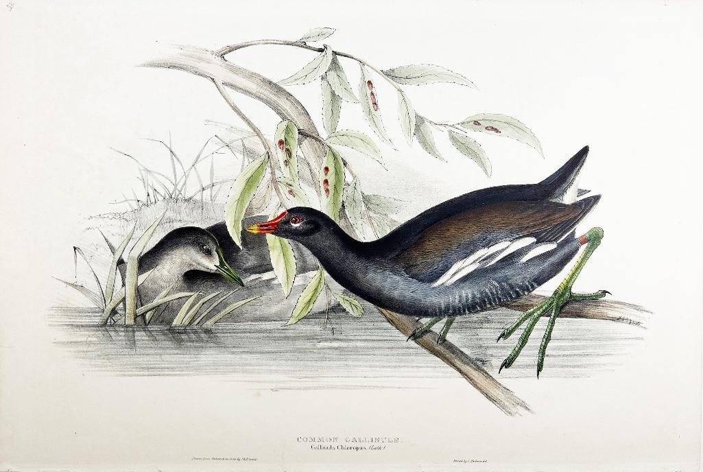 19th century. John Gould (British, 1804-1881) and Elizabeth Gould, (British, 1804-1841) hand-colored (1 of 1)