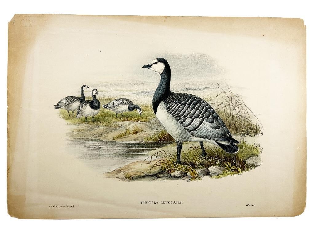 19th century. J. Wolfe & H.C. Richter, del et lith. Hand-colored ornithological lithograph from "The (1 of 1)