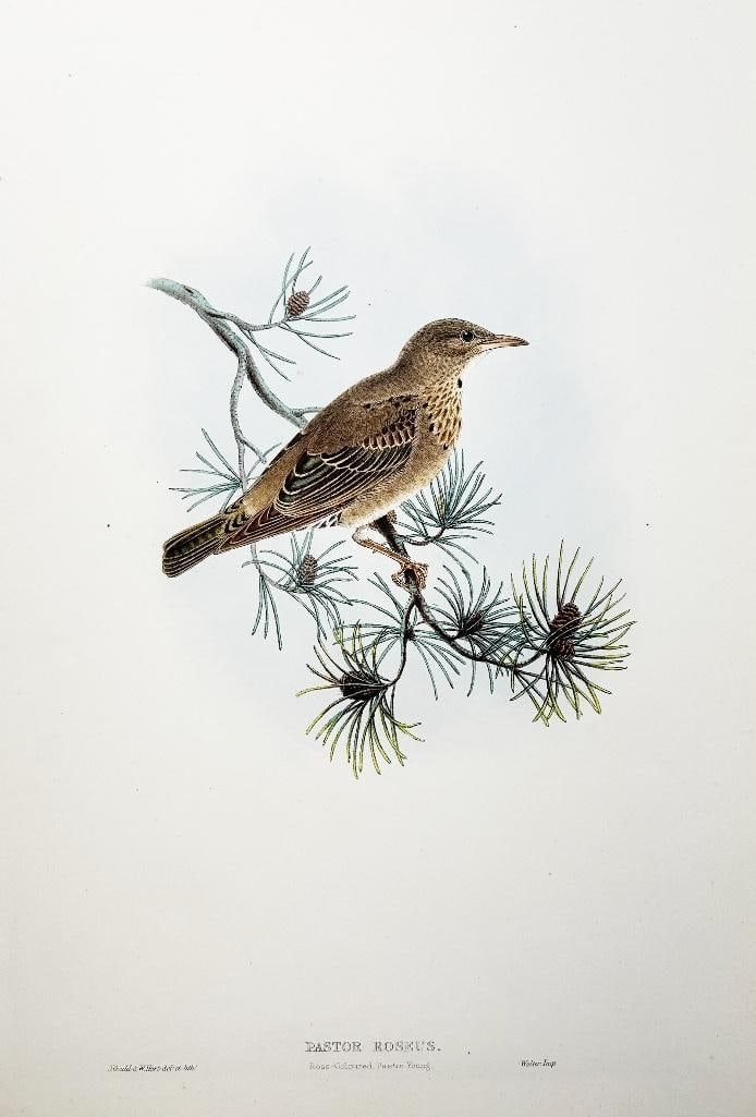 19th century. John Gould (British, 1804-1881) and W. Hart hand-colored ornithological lithograph.: 19th century. John Gould (British, 1804-1881) and W. Hart hand-colored ornithological lithograph. Labeled as "Pastor Roseus. Rose-colored Pastor Young". Walter Imp. Overall good condition, some foxing