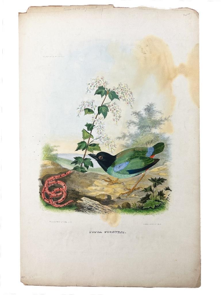 19th century, c .1890. A Pitta Forsteni bird print by D.G Elliot; Bowen & Co lith & col Philda. (1 of 1)
